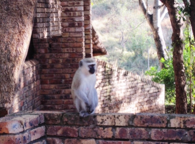 This was taken at a lodge within Kruger Park.