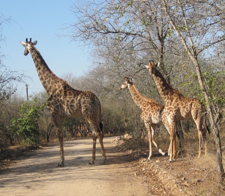 My friend and I were stopping to take a picture, and we heard a noise behind us. We were shocked and in awe to see a mama giraffe with her two babies. Priceless moment (especially when Kristina was urging me to get back in the car)